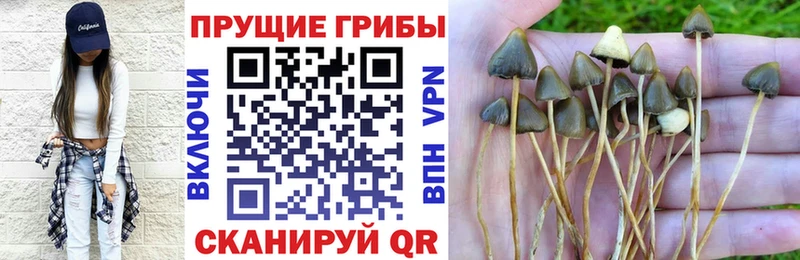 Купить  Фролово  Галлюциногенные грибы GOLDEN TEACHER 
